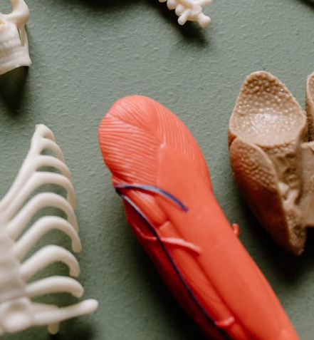 Muscle loss and aging article